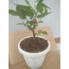 Bahan Bonsai Murbei