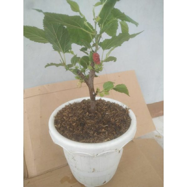 Bahan Bonsai Murbei