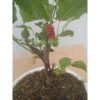 Bahan Bonsai Murbei