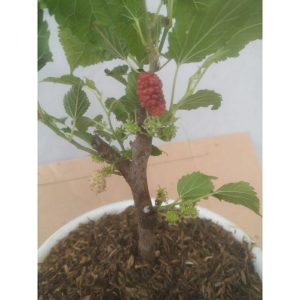 Bahan Bonsai Murbei