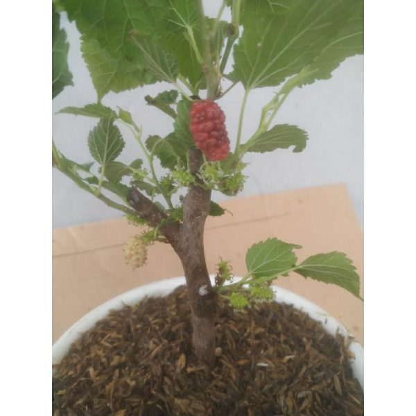Bahan Bonsai Murbei