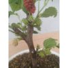 Bahan Bonsai Murbei