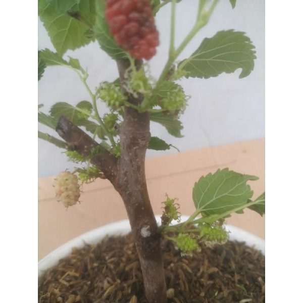 Bahan Bonsai Murbei