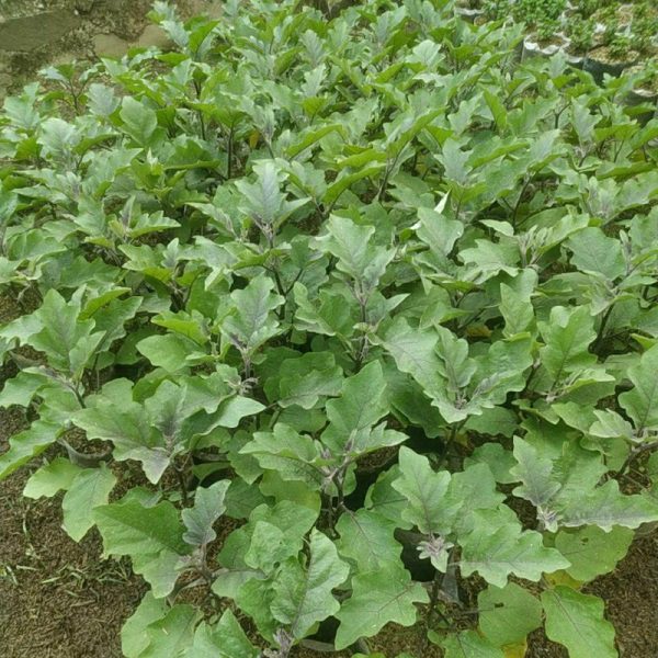 (Beli 5 bonus 1) Tanaman Terong Ungu pohon sayuran