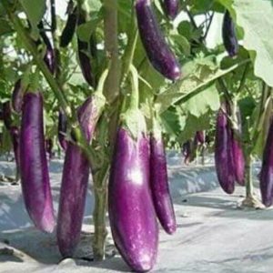 (Beli 5 bonus 1) Tanaman Terong Ungu pohon sayuran