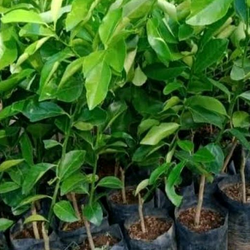 Bibit Jeruk Lemon Besar Californa