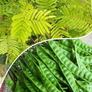 Bibit Petai Okulasi cepat berbuah