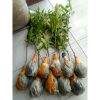 Bibit Pohon Daun Jeruk Purut Angka 8 Bumbu Masak Wangi Rimbun Sekali