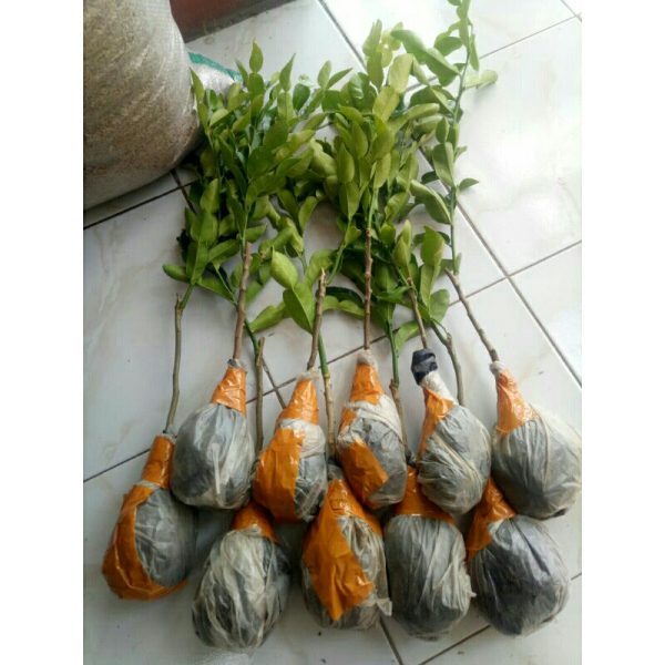 Bibit Pohon Daun Jeruk Purut Angka 8 Bumbu Masak Wangi Rimbun Sekali