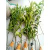 Bibit Pohon Daun Jeruk Purut Angka 8 Bumbu Masak Wangi Rimbun Sekali