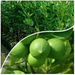 Bibit Pohon Jeruk Nipis Rimbun Berbuah Sehat