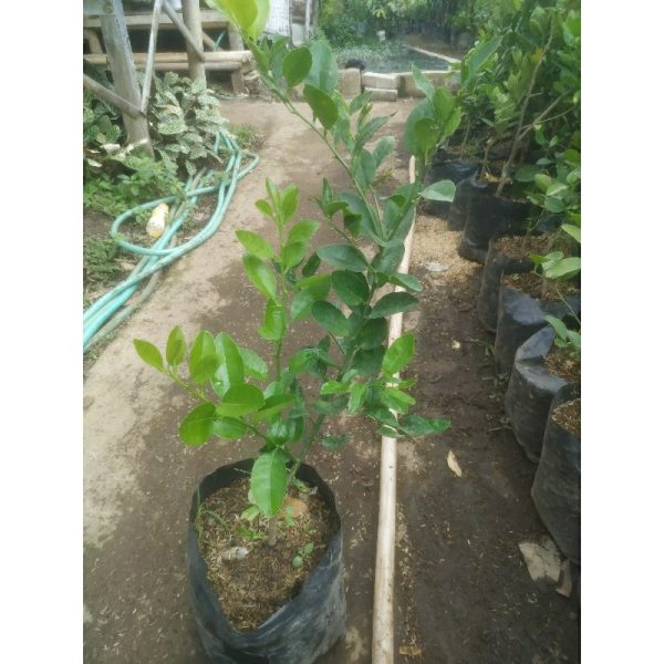 Bibit Pohon Jeruk Nipis Rimbun Berbuah Sehat