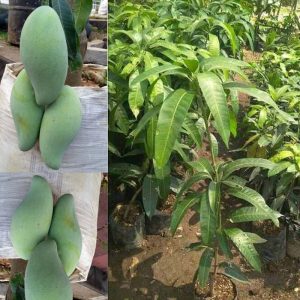 Bibit Pohon Mangga Kiojay Tinggi 70cm Rimbun