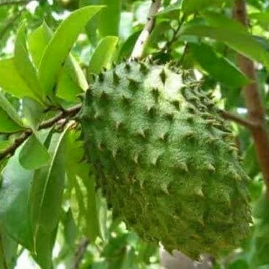Bibit Pohon Sirsak okulasi cepat berbuah