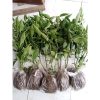 Bibit Pohon Tanaman Cabai Tanjung Besar