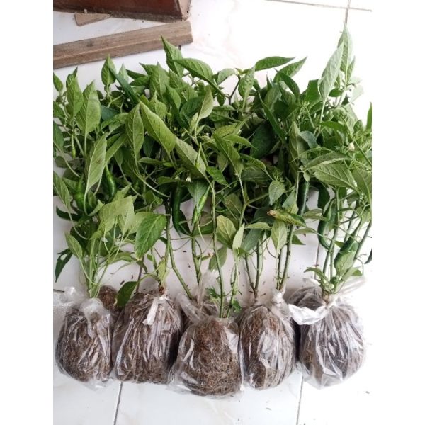 Bibit Pohon Tanaman Cabai Tanjung Besar