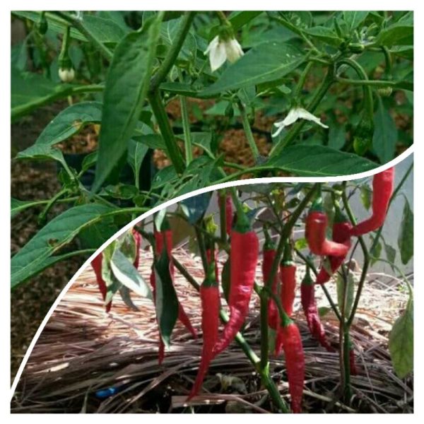Bibit Pohon Tanaman Cabai Tanjung Besar