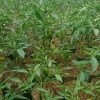 Bibit Pohon Tanaman Cabai Tanjung Besar