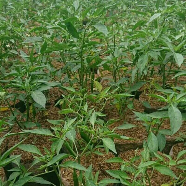 Bibit Pohon Tanaman Cabai Tanjung Besar