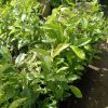 Bibit Tanaman Daun Salam Rimbun 45-50 Cm