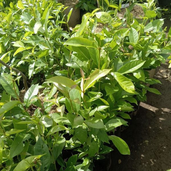 Bibit Tanaman Daun Salam Rimbun 45-50 Cm