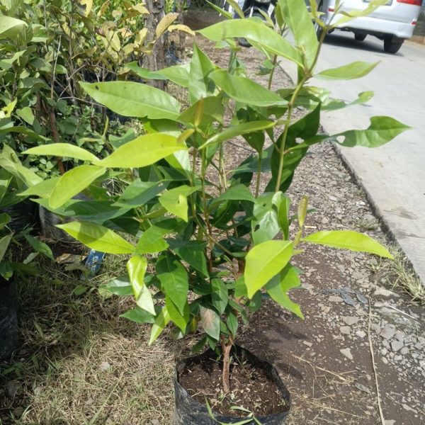 Bibit Tanaman Daun Salam Rimbun 45-50 Cm