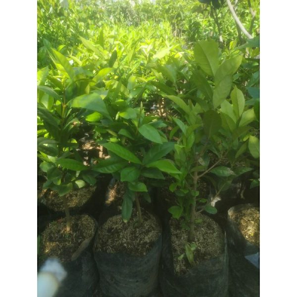 Bibit Tanaman Daun Salam Rimbun 45-50 Cm