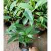 Bibit Tanaman Daun Salam Rimbun 45-50 Cm