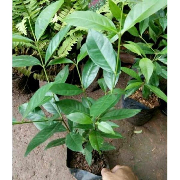 Bibit Tanaman Daun Salam Rimbun 45-50 Cm