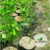 Bibit Tanaman Pohon Jeruk Chokun Madu Thailand