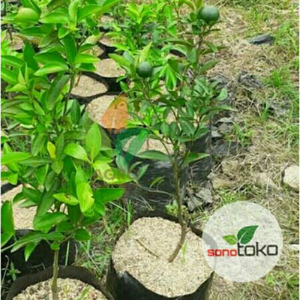 Bibit Tanaman Pohon Jeruk Chokun Madu Thailand