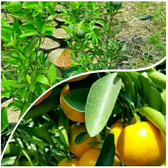 Bibit Tanaman Pohon Jeruk Chokun Madu Thailand