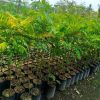 Pohon Belimbing Wuluh 1 Meter