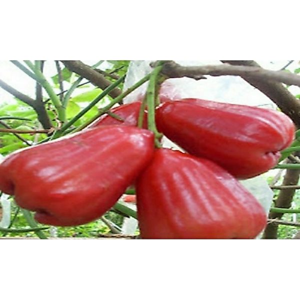Pohon Jambu Air Citra Daging Tebal Manis Juicy