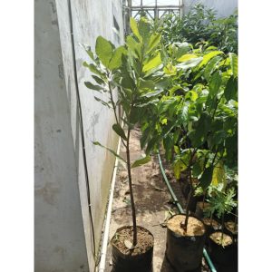 Pohon Jambu Mete 1,5 meter