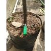 Pohon Jambu Mete 1,5 meter