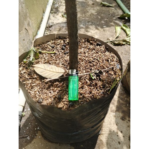Pohon Jambu Mete 1,5 meter