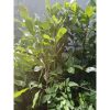 Pohon Jambu Mete 1,5 meter