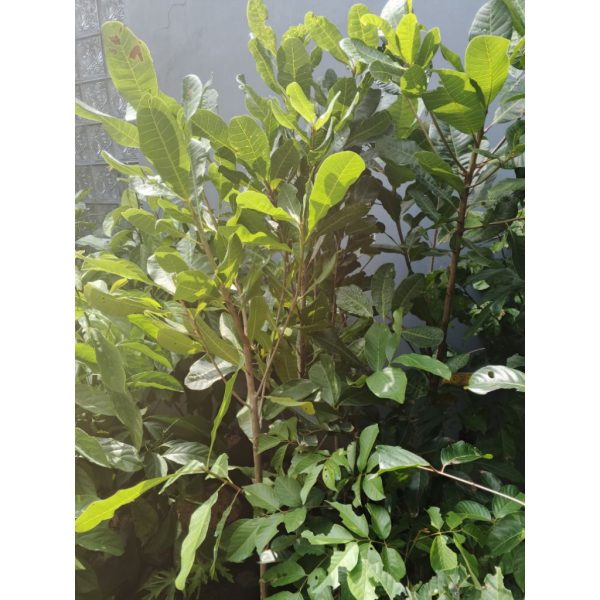Pohon Jambu Mete 1,5 meter