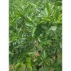 Pohon Jeruk Kasturi / Kip besar 1 meter buah lebat