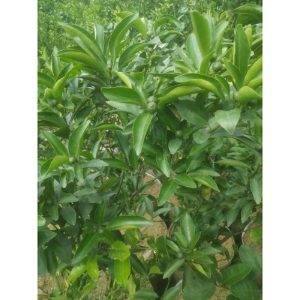 Pohon Jeruk Kasturi / Kip besar 1 meter buah lebat