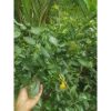 Pohon Jeruk Kasturi / Kip besar 1 meter buah lebat