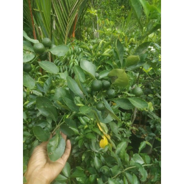Pohon Jeruk Kasturi / Kip besar 1 meter buah lebat