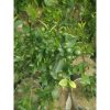Pohon Jeruk Kasturi / Kip besar 1 meter buah lebat