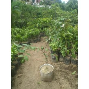 Pohon Jeruk Lemon California 1 meter sudah berbuah