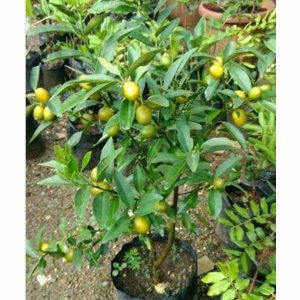 Pohon Jeruk Lemon Cui 1 meter