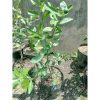 Pohon Jeruk Limau Okulasi SIAP Berbuah Limo Sambal