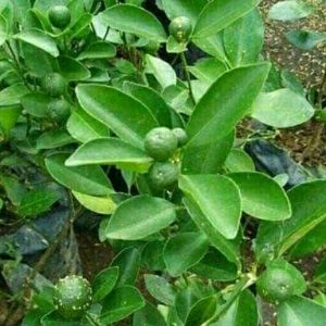 Pohon Jeruk Limau Okulasi SIAP Berbuah Limo Sambal