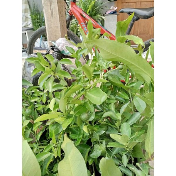 Pohon Jeruk Limau Okulasi SIAP Berbuah Limo Sambal