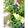 Pohon Jeruk Limau Okulasi SIAP Berbuah Limo Sambal